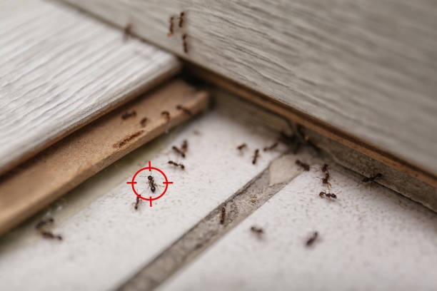 Best Cockroach Control Services  in Towaoc, CO