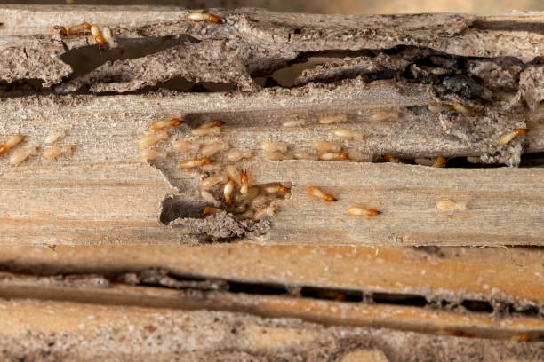 Flea Control Services in Towaoc, CO